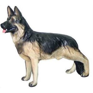 Schæferhund stående