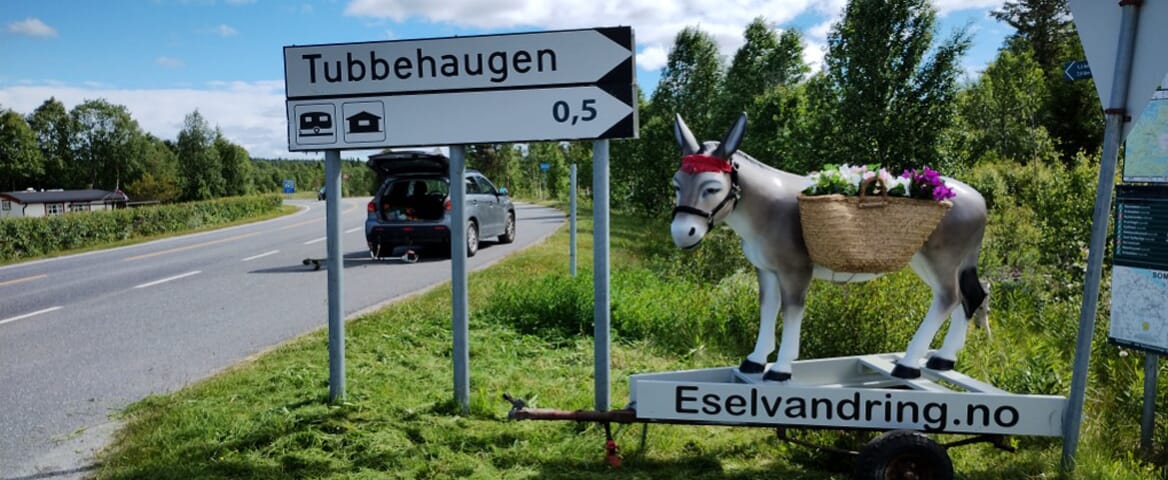 "Esel-Tubbenhhaugen-2022.jpg"