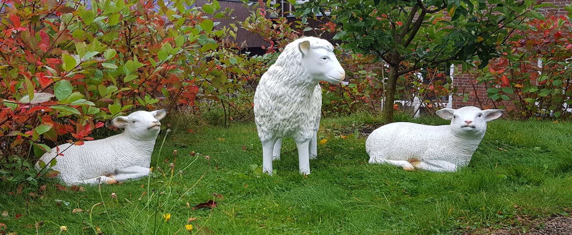 "Sau-og-lam-webkarusell.jpg"
