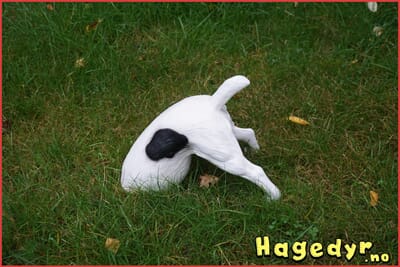 TP-H-NI-3156 Hund med hode i sanden.jpg