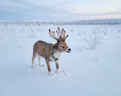 Reinsdyr på vidda.jpg